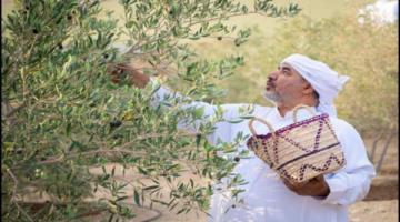 «طبيب عيون» يزرع 4 آلاف شجرة زيتون ويحلم بالعالمية